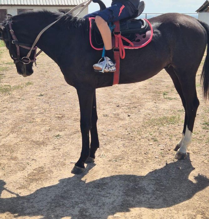 седло для лошади