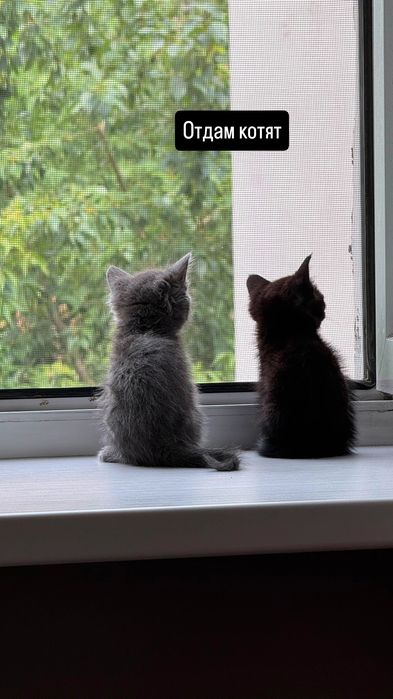 Отдам котят две девочки