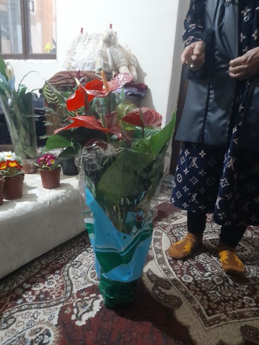 Honaki gullar sifatli va arzon manzil chinozda dastafkani gaplawmiz