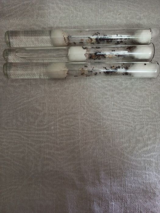 Продаётся колония красногрудых Муравьёв "Жнецов". Цена 70 000 сум.ецы"