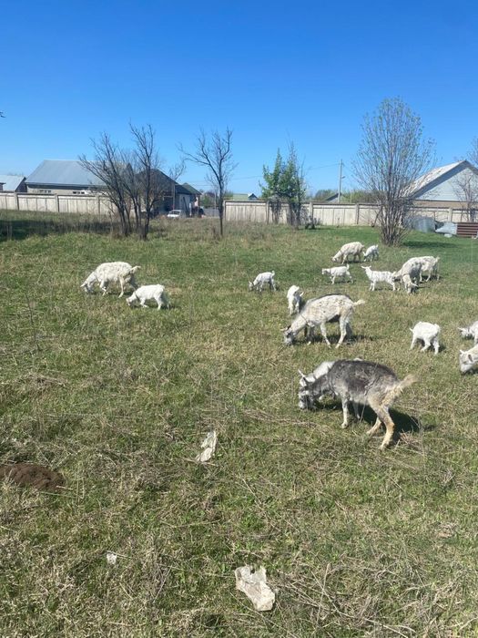 Продам 11 козы , 18 козлят , 1 козла.