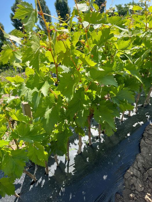 Butasi vita de vie hibrizi  , 1001 , r10 moldova , bianca etc.