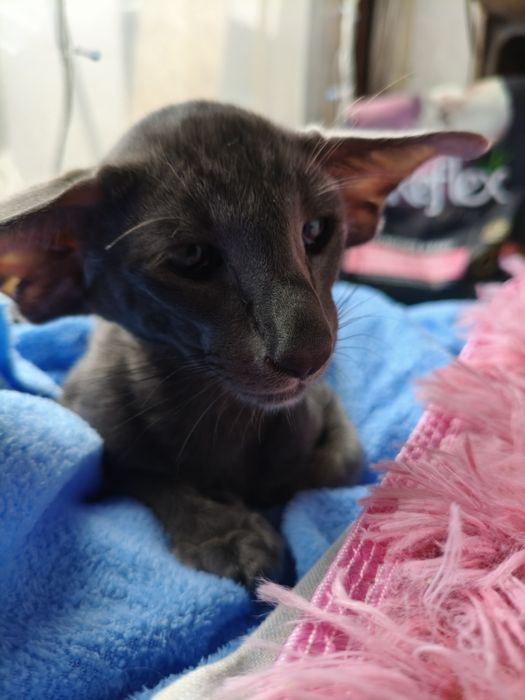 Ориентальные котята экстрим