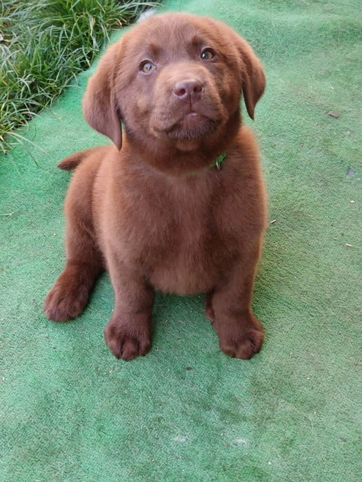 Labrador retriever pedigree