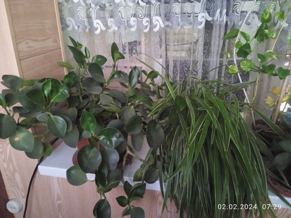 Цветы комнатные разные