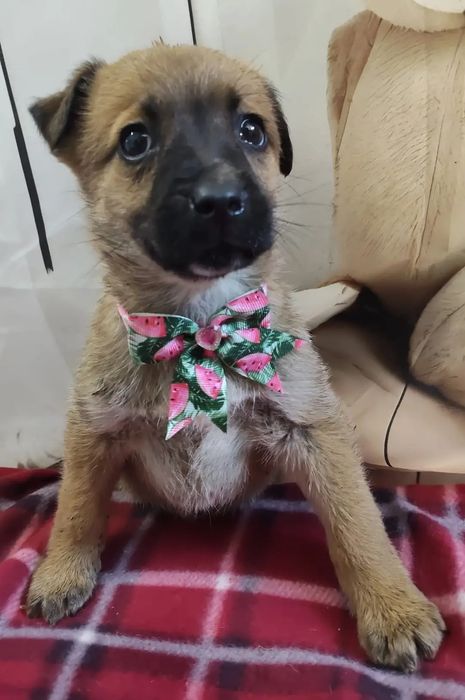 Cățel / Cățelușa talie mică adopție