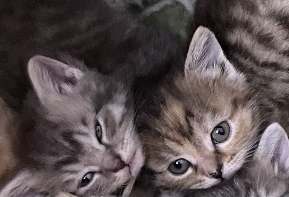 Две кошечки отдам за шоколадку ))