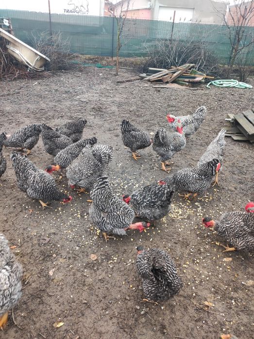 Vând puicuțe gât golaș