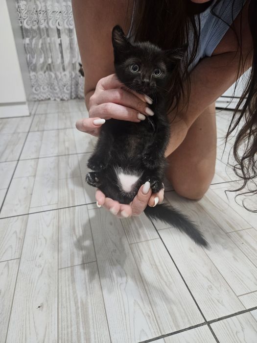 Отдам котят в надежные, добрые руки