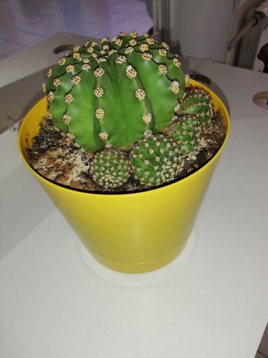 Продаётся кактус 10лет