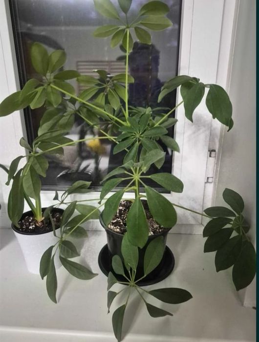 Комнатные цветы на подарок!