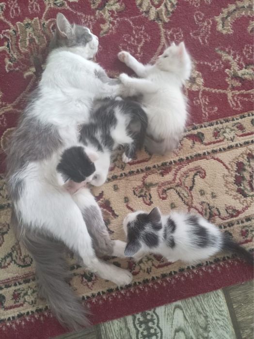 Котята ищут дом и любящих хозяев
