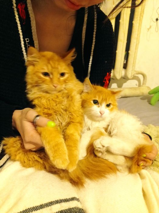 Срочно ищем передержку для котов!
