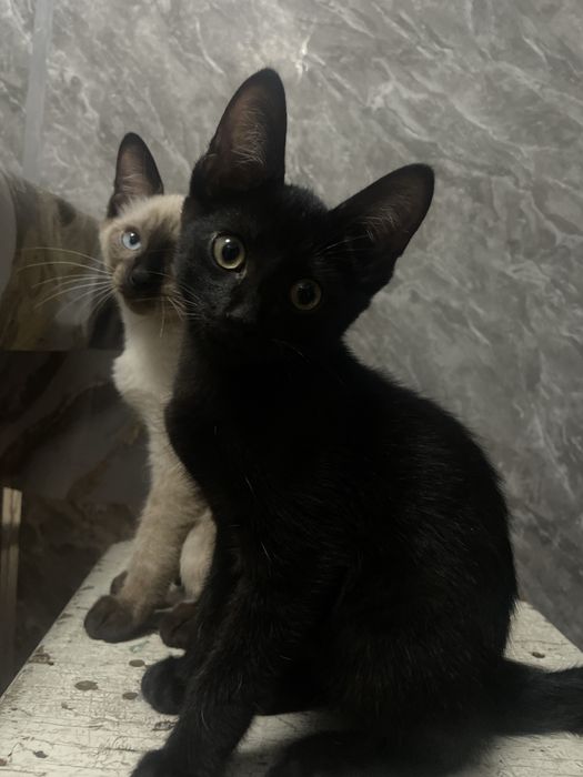 Отдам котят ,приучен накладку