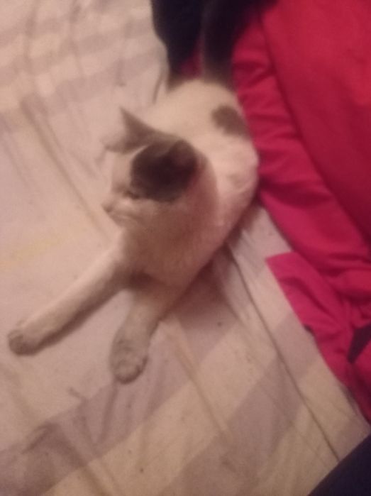 Отдам кошечку в добрые руки