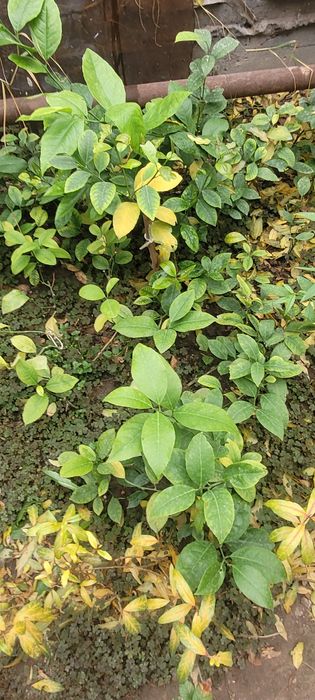 Продаю саженцы лимона