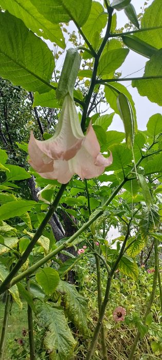 Plante, brugmansia, Trompera