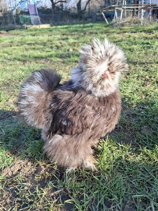 Американски копринки яйца