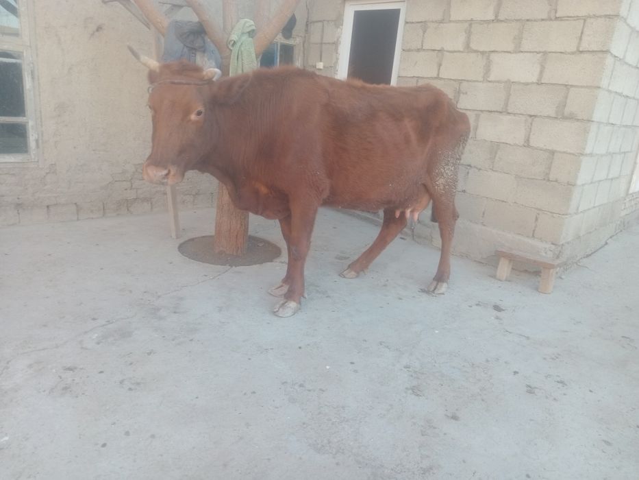 Yakka sigir sotiladi 6 litr  suti bor  2 qorin tuqqan