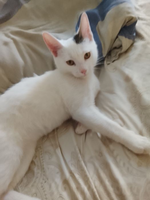 Отдам кота в добрые руки