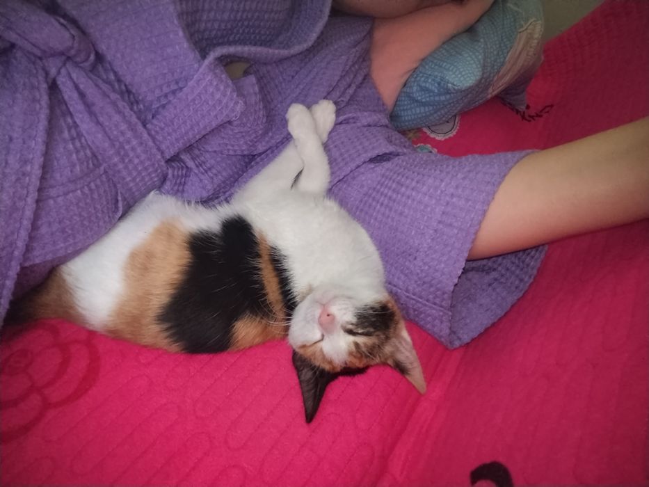 Продам  котёнка в добрые руки