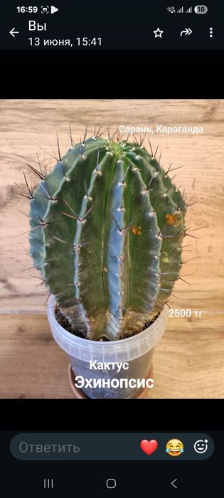 Суккуленты, кактусы,алоэ