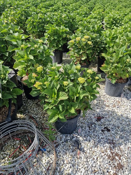 Vand hortensia hydragea