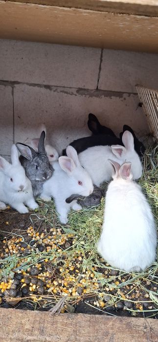 Vând iepurași tare frumoși