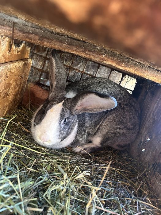 De vânzare 3 iepuri