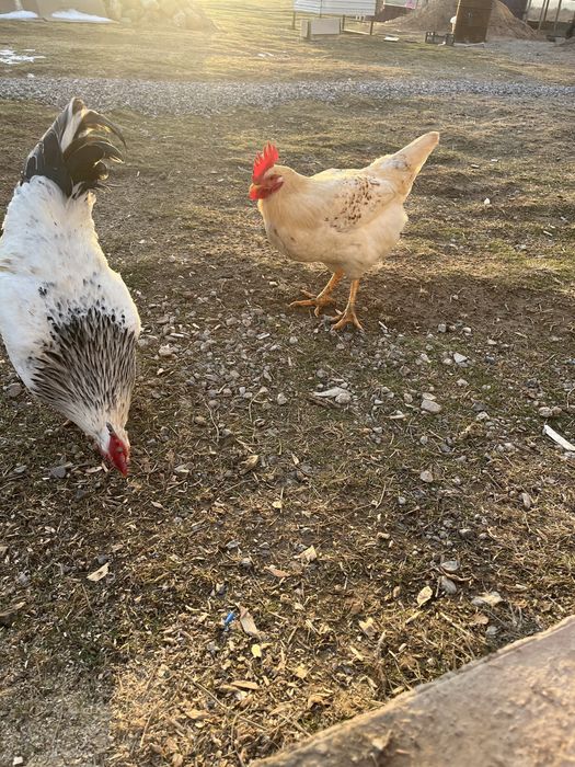 Қораздар сатылады