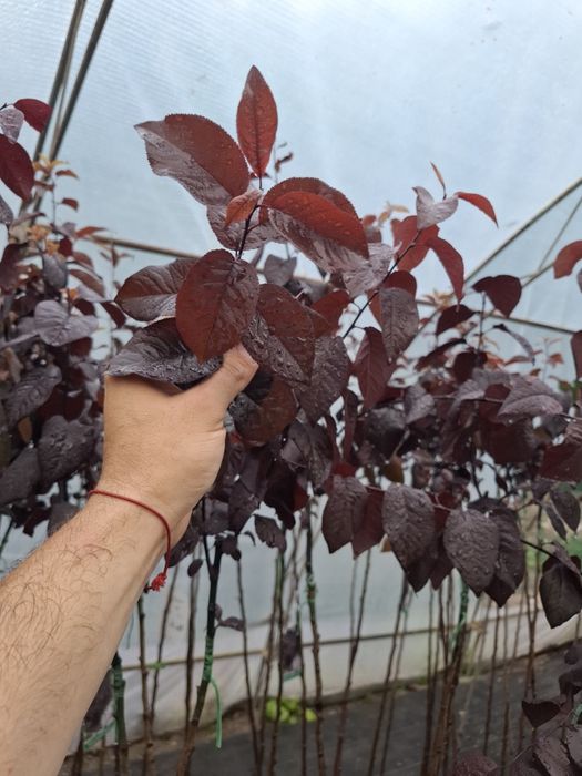 Червенолистна слива pissardi в саксия