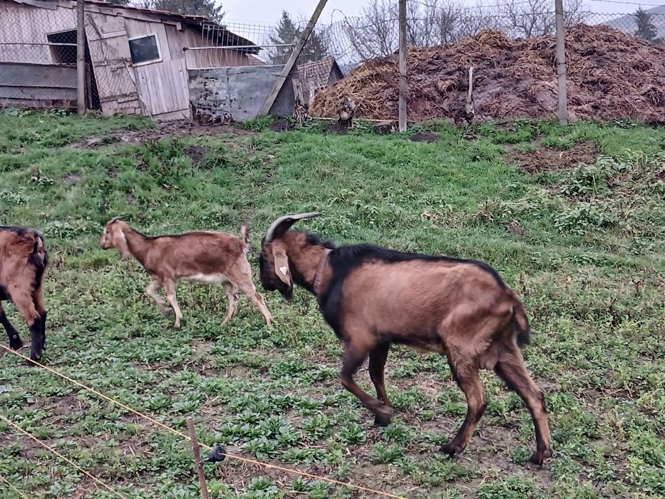 Ieduta nubiana 4luni