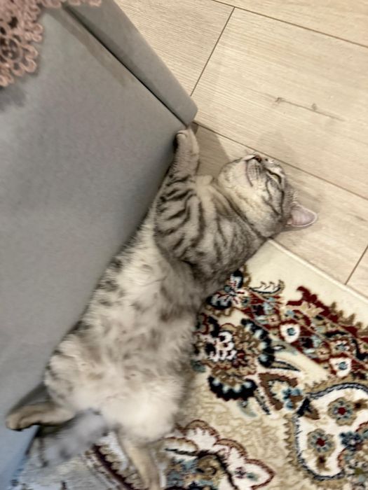 Отдаем кот на хорошие руки