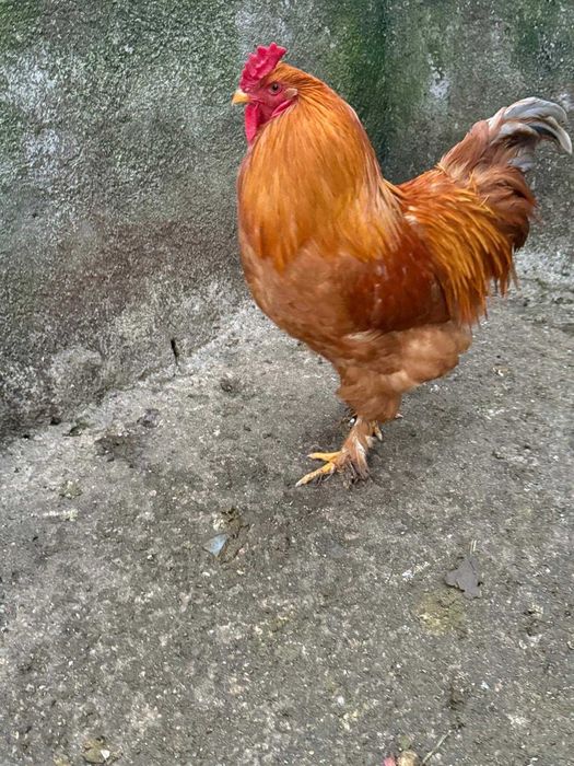 Vând cocoș Brahma Lemon si ouă wyandotte