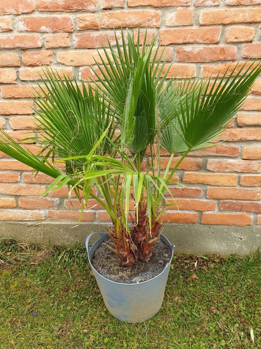 Palmier Washingtonia