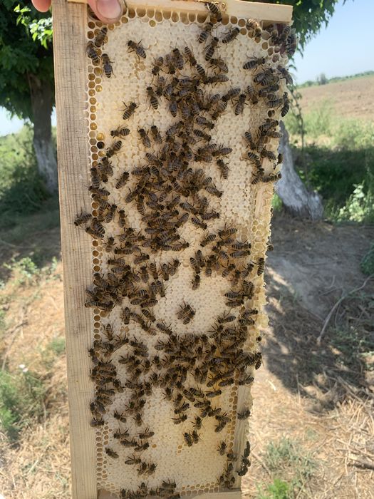 Свои Пчёлы - Свой Мёд