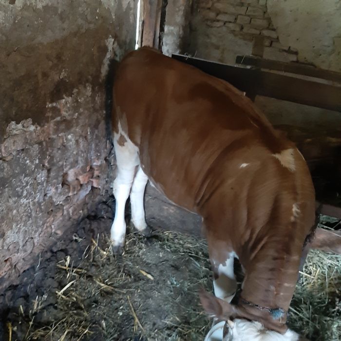 Juninca de calitate intaia