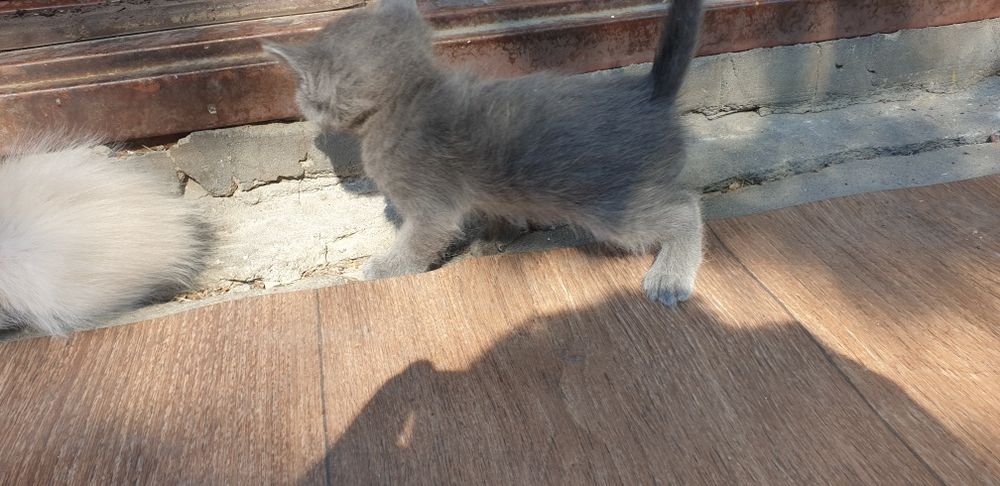 Отдам котят даром