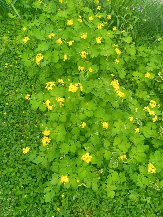 Продаётся цветы много летние