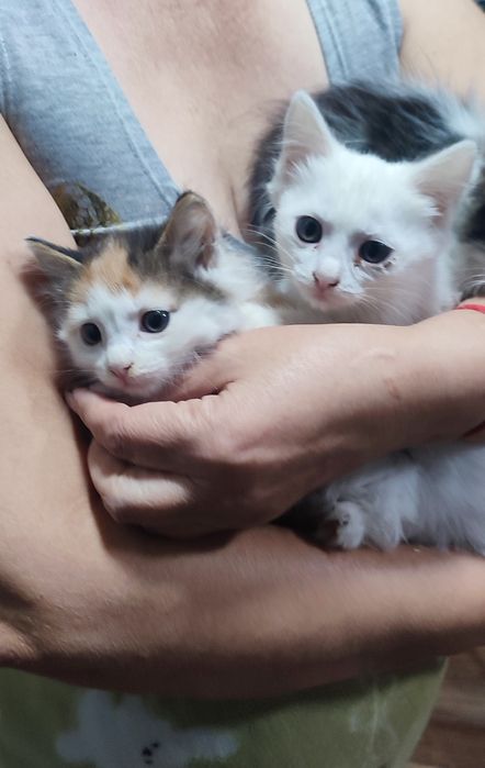 Отдам в Добрые Руки Котят