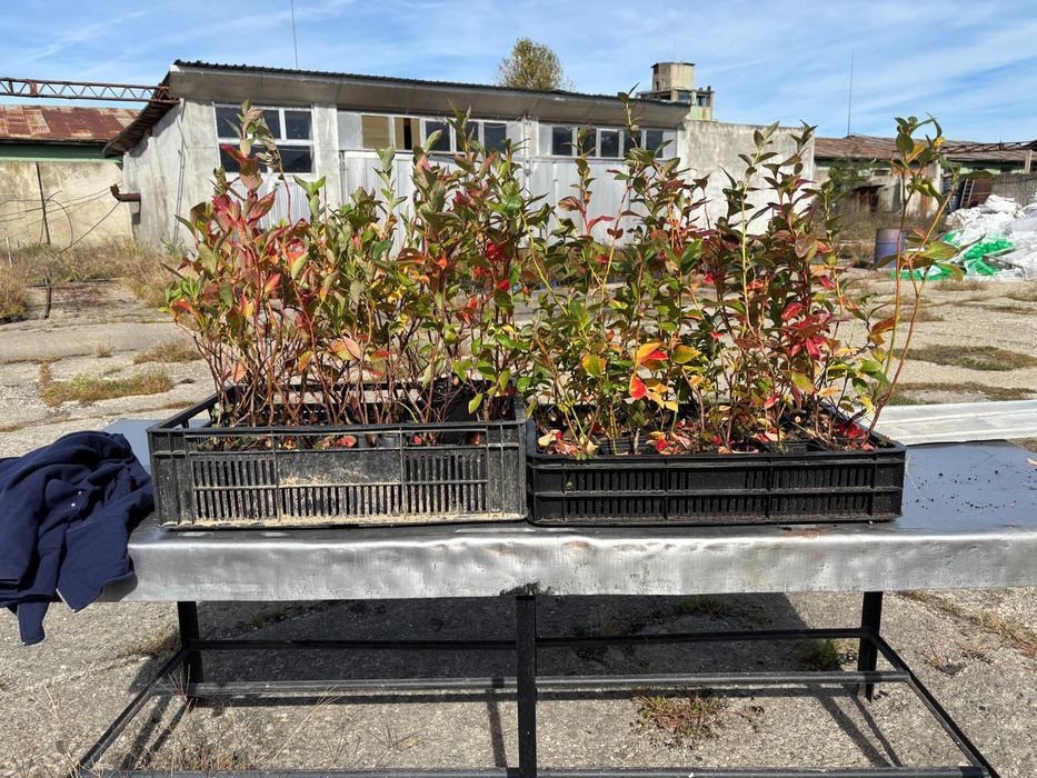 Butasi Afin Aronia Coacaz