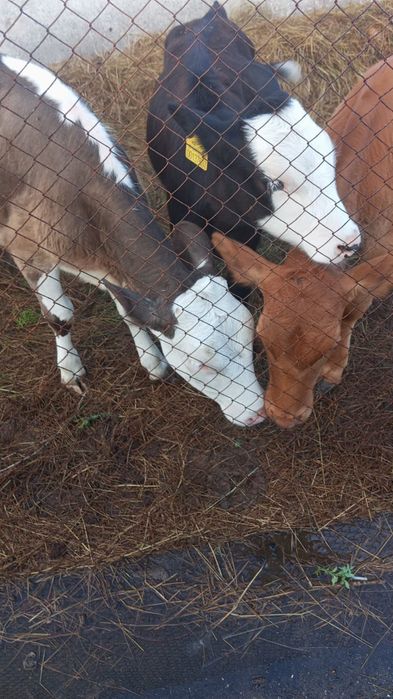 Продам телят годовалых