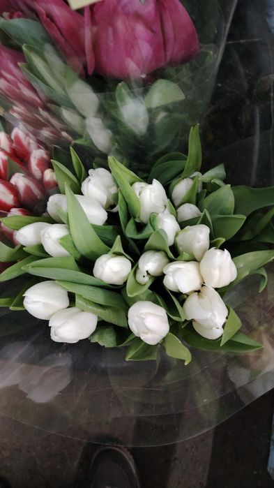 Тюльпаный по оптовой цене