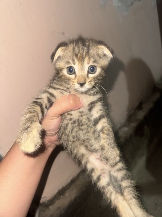 Продам котят срочно