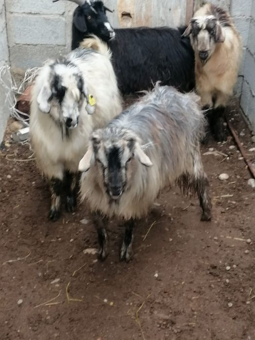 Семиз серкелер..