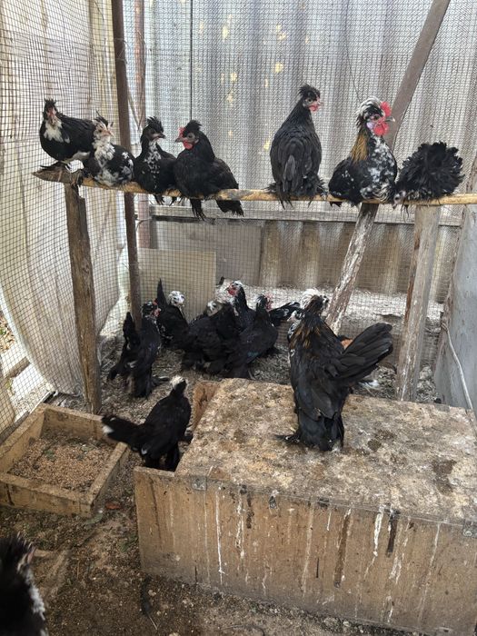 Куры декоративные