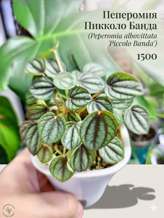Продам комнатные растения