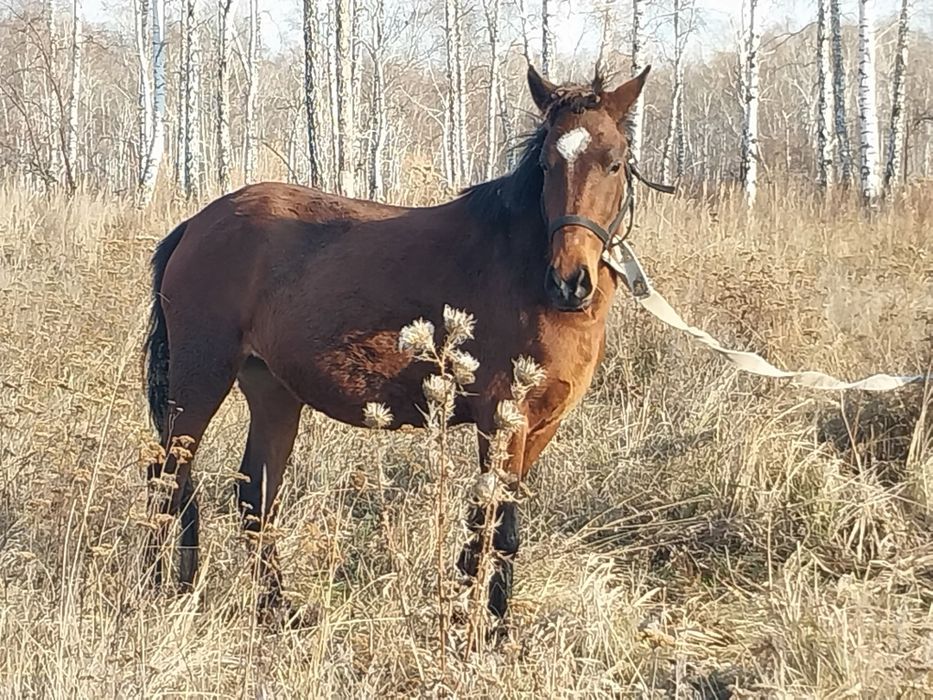 Продам  Жеребца 2 года