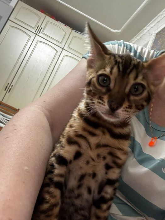 Котенок Бенгальский