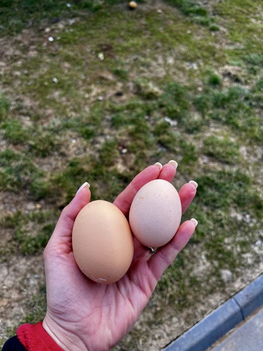 Ouă proaspete de țară – direct de la găini crescute natural